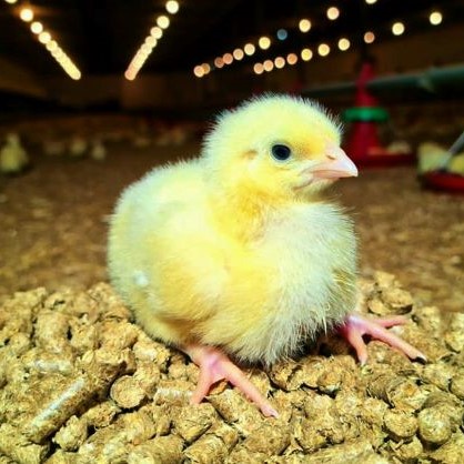 kurczak 3 2 premium — kopia